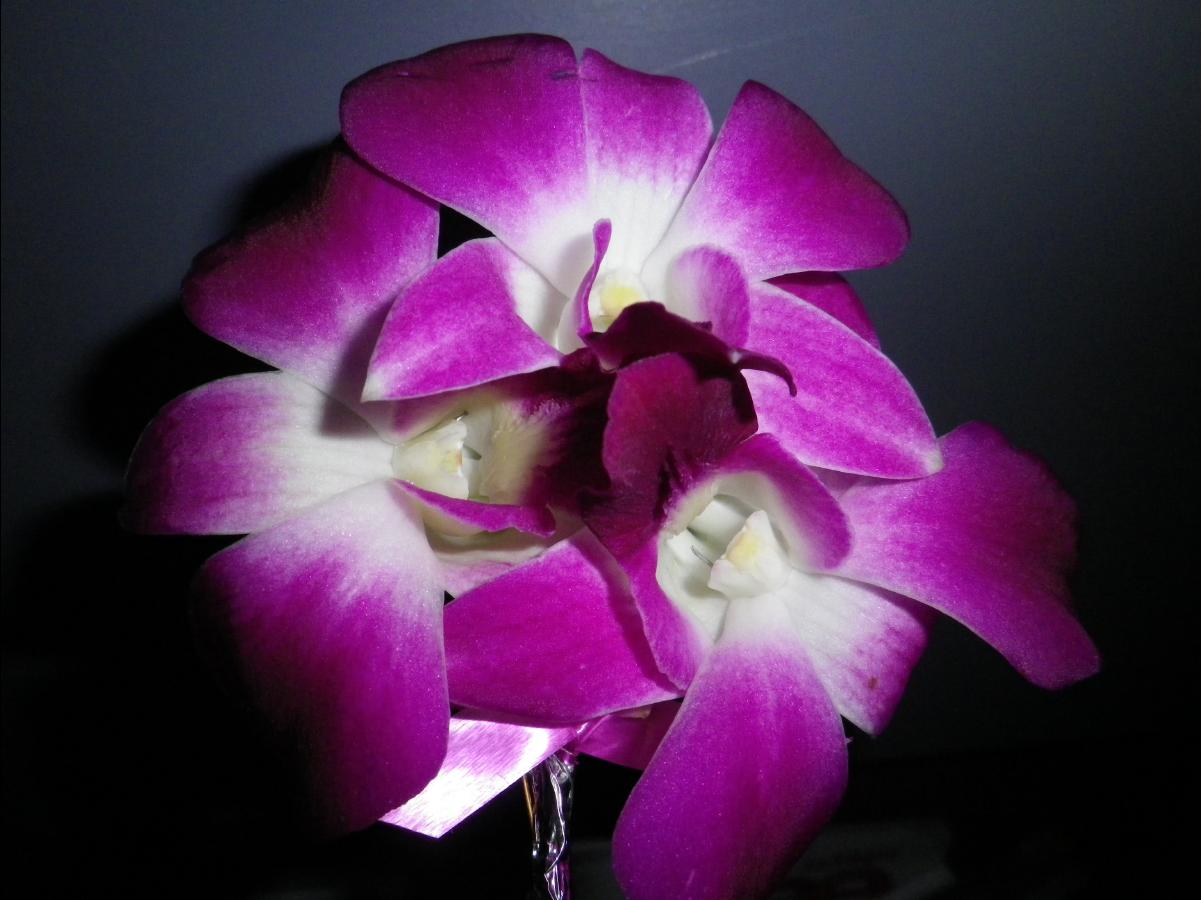 201103 Bangkok50
